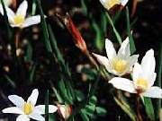 Hypoxis Alba